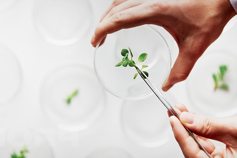 植酸在食品抗氧化、防腐中的應(yīng)用